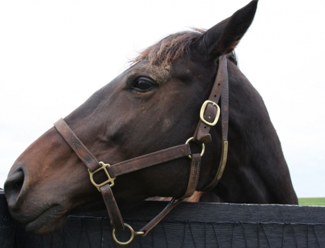  Peeking out of the stable